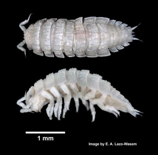 Haplophthalmus danicus