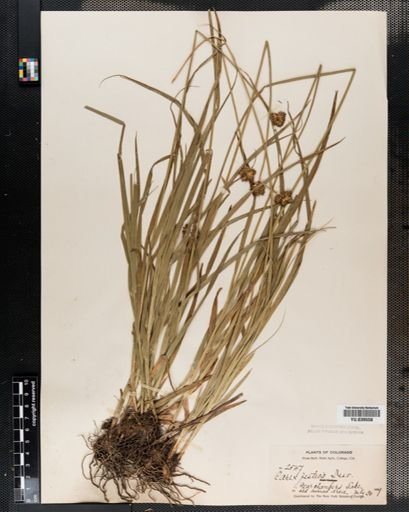 Carex