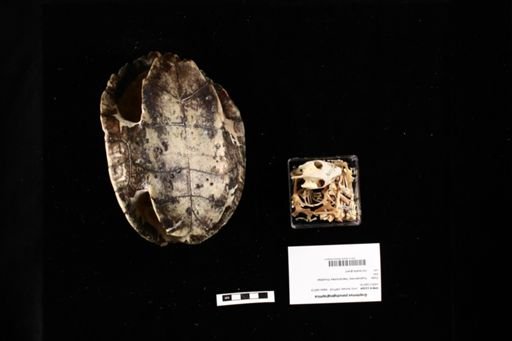Graptemys pseudogeographica