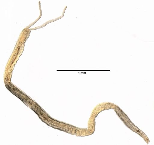 Protodrilus