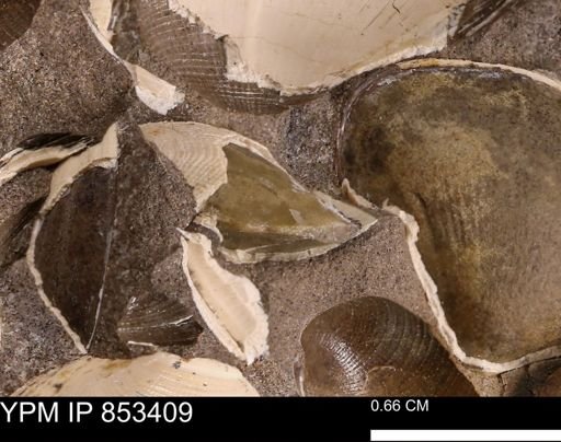 Parallelodon sp.