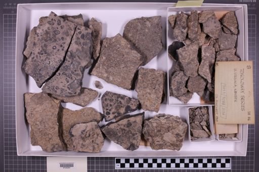 mixed taxa, stratigraphic collection