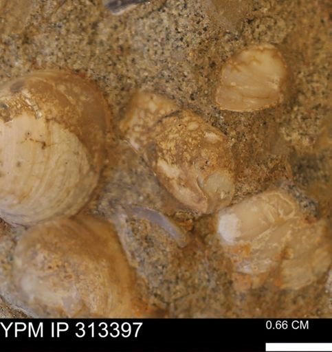 Corbicula sp.