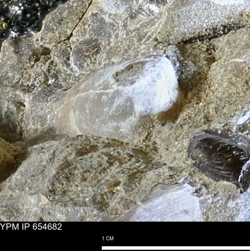 Dosiniopsis deweyi