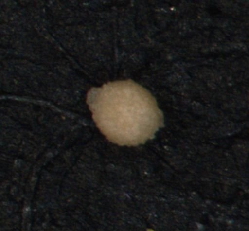 Foraminiferida