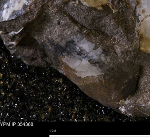 undet. Mollusca