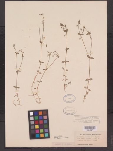 Stellaria media