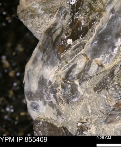 undet. Mollusca