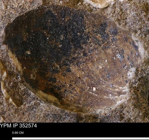 undet. Bivalvia