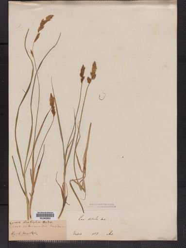 Carex
