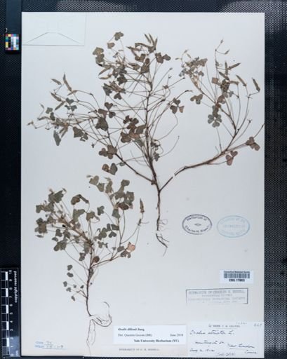 Oxalis stricta