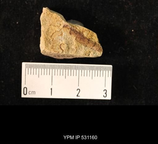Ostracoda