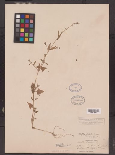 Atriplex patula hastata