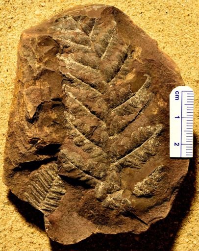 Pecopteris