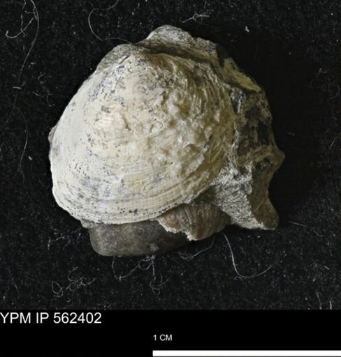 Limopsis striatopunctatus