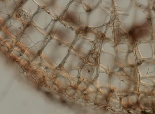 Callyspongia sp.