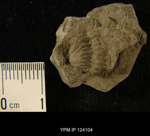 Phacops rana