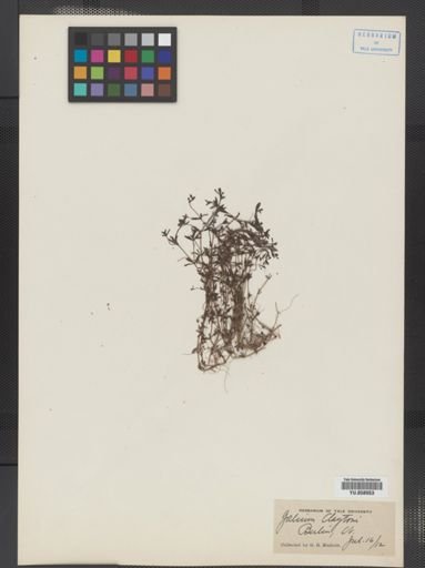 Galium tinctorium
