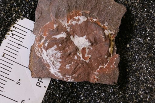 Euproops danae