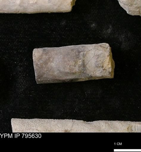 Baculites sp.