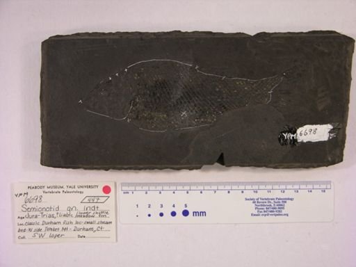 Semionotidae