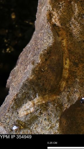 undet. Mollusca