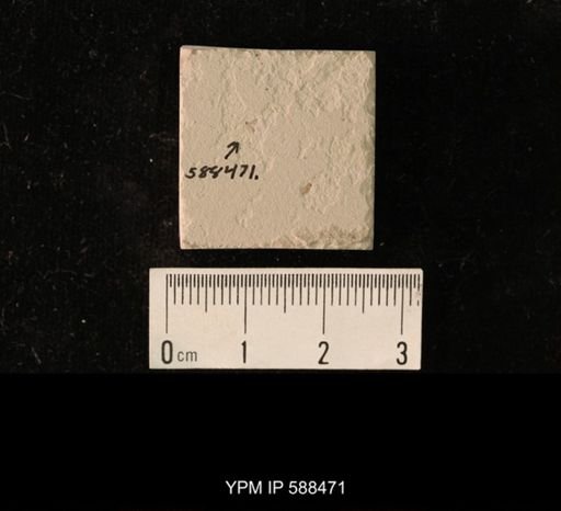 undet. Hymenoptera