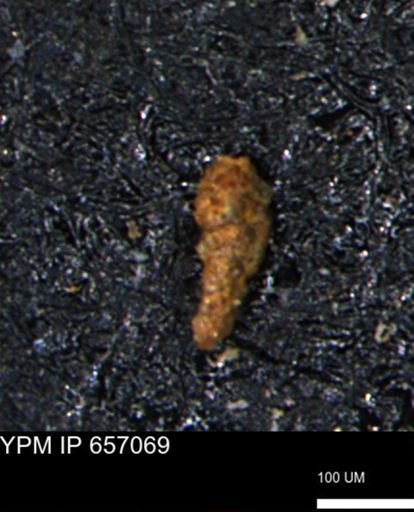 Ammobaculoides phaulus
