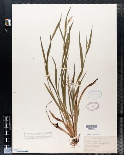 Carex laxiflora