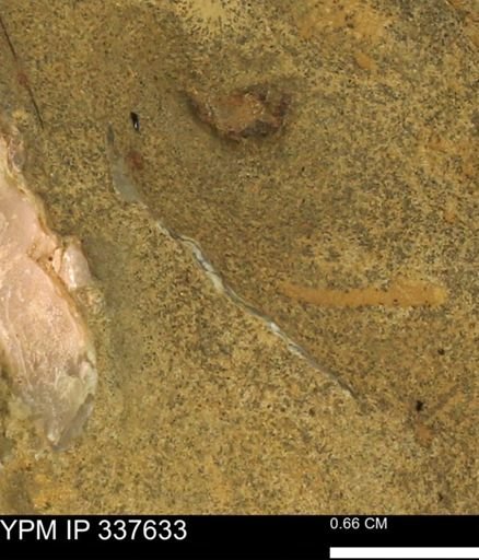 undet. Mollusca