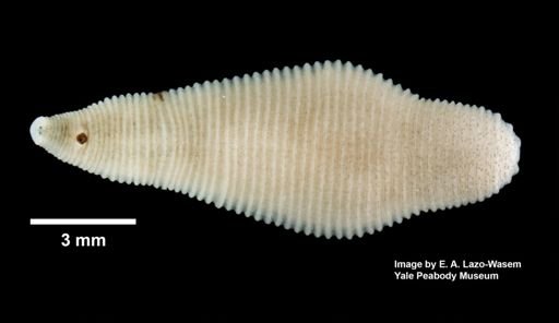 Helobdella modesta