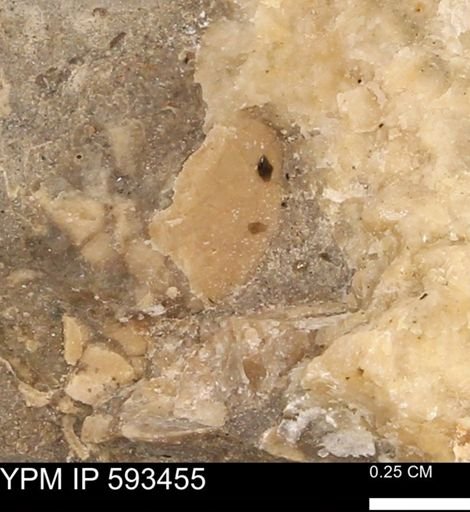 taxon undetermined