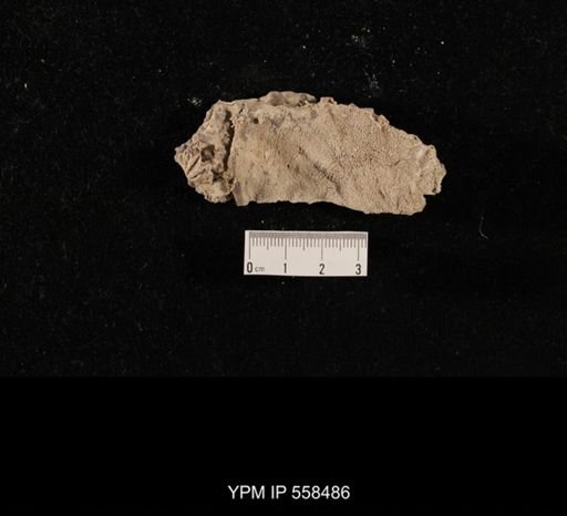 Pseudomonotis sp.