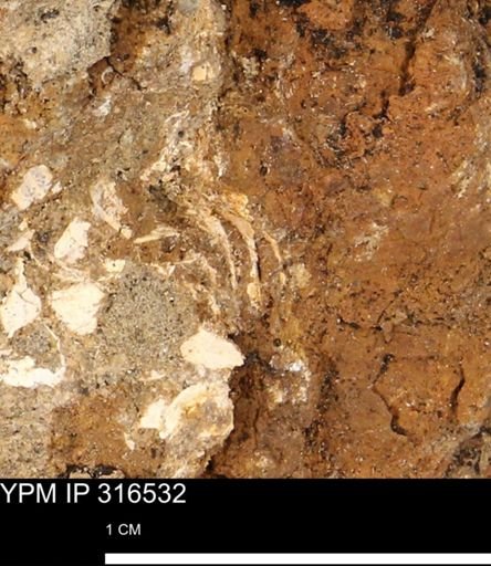 undet. Mollusca