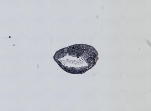 Plagiostomum cinctum