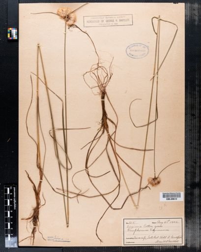 Eriophorum virginicum