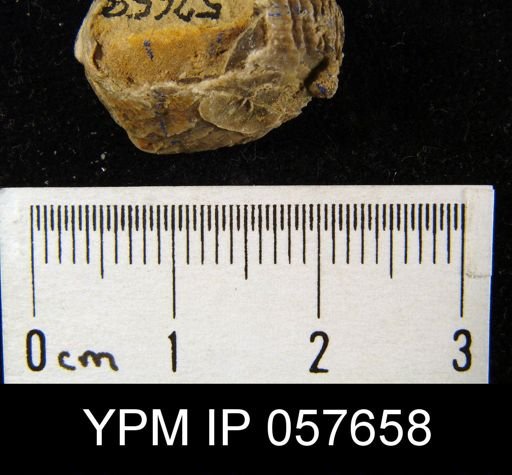 Leptaenisca adnascens