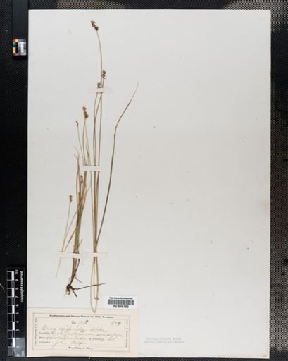 Carex interior