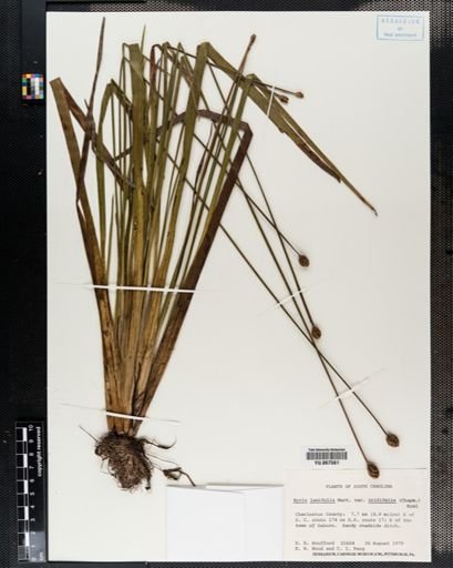 Plantae