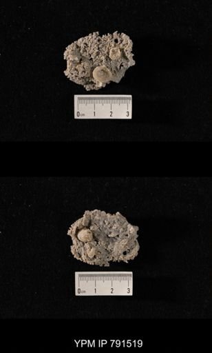 undet. Bryozoa; undet. brachiopod with