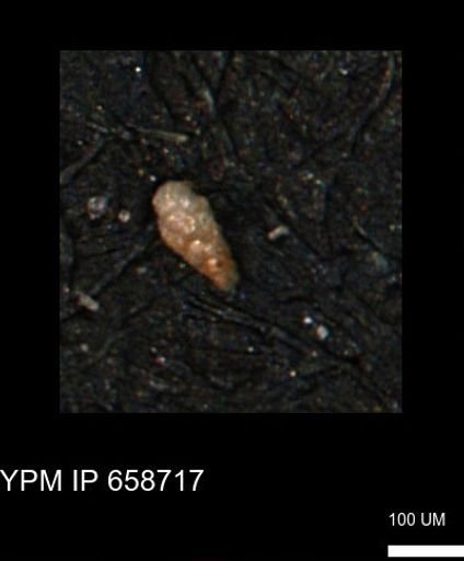Verneuilinoides kansasensis