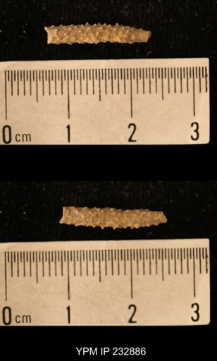 Archaeocidaris sp.
