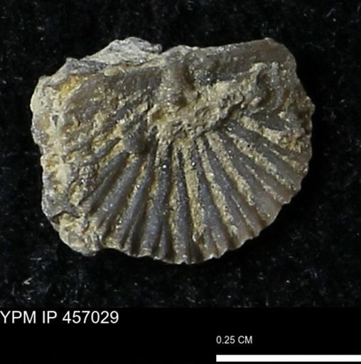 Stropheodonta sp.