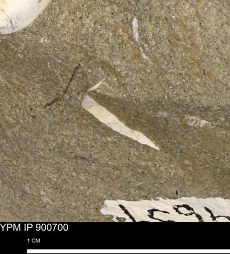 Protocardia subquadrata