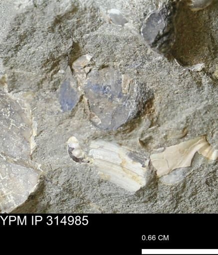 undet. Scaphitidae