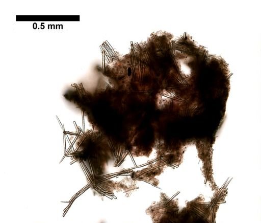 Lissodendoryx (Ectyodoryx) sp.