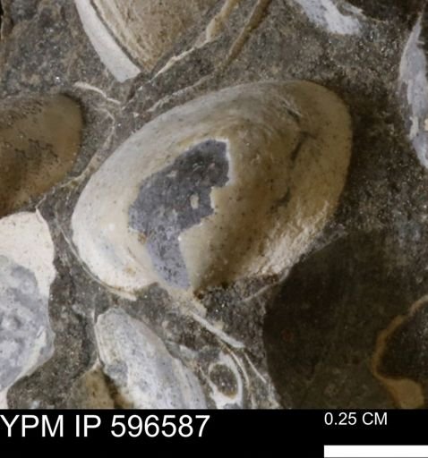 Limopsis striatopunctatus