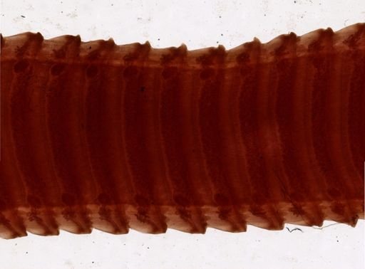 Thysanosoma actinoides
