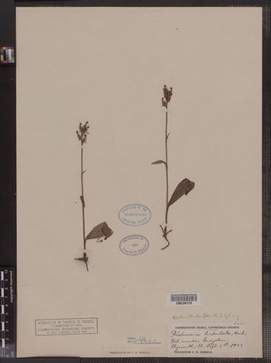 Habenaria tridentata
