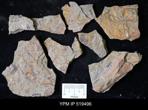 undet. Graptolithina